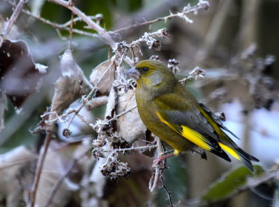 Greenfinch