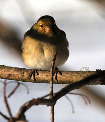 Little Sparrow 