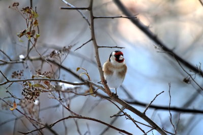 Goldfinches are around...