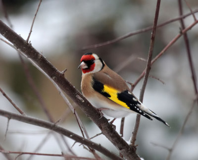 Goldfinches are around...