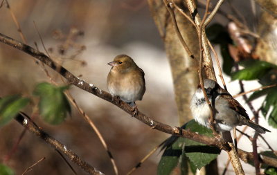 Chaffinch (female) and Sparrow