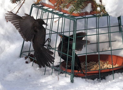 Blackbirds fighting 