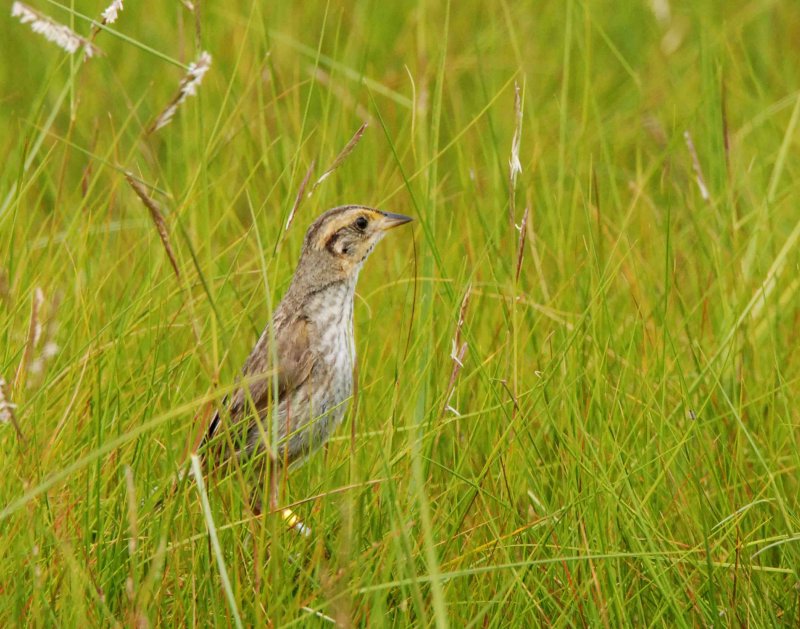 saltmarsh sparrow DSC_2687.jpg