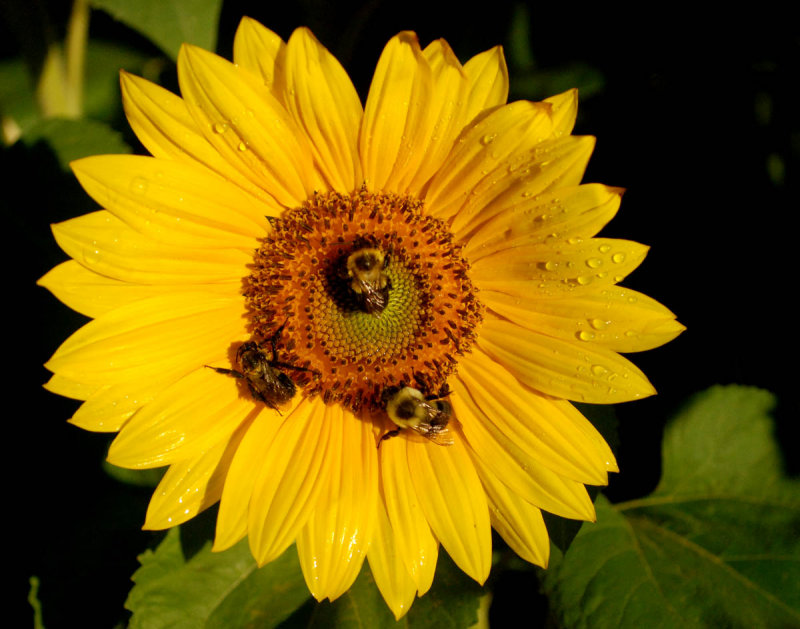 sun flower DSC_2809.jpg