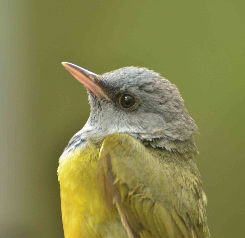 mourning warbler DSC_0040.jpg