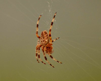 spider DSC_7617.jpg