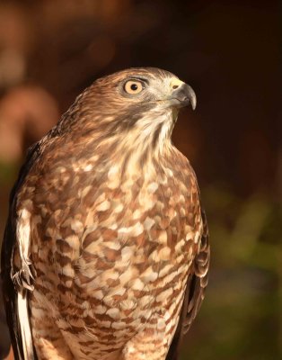 Broad-winged Hawk DSC_4095.jpg