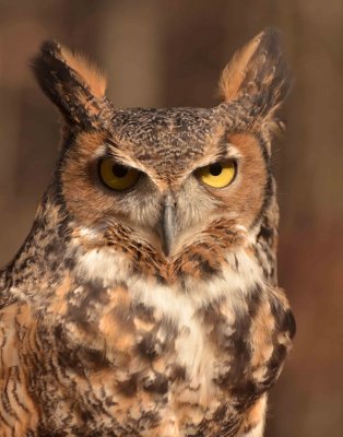 Great-horned Owl DSC_4247.jpg