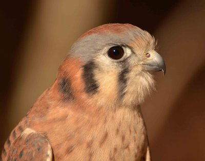 Kestrel DSC_4169.jpg