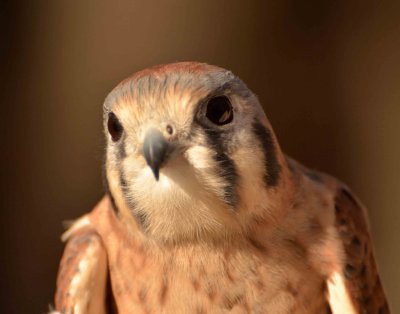 Kestrel DSC_4213.jpg