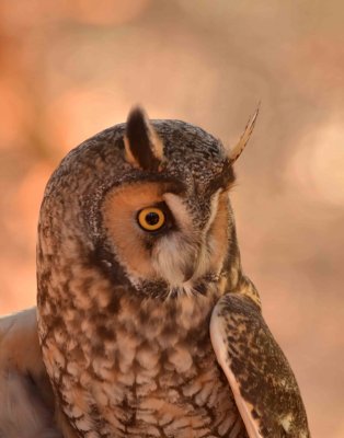 Long-eared Owl DSC_4313.jpg