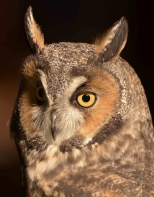 Long-eared Owl DSC_4361.jpg