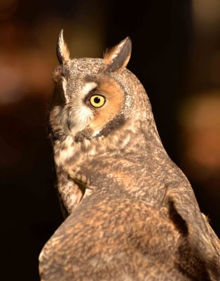 Long-eared Owl DSC_4373.jpg