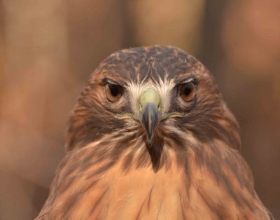 Red-tailed Hawk DSC_4073.jpg