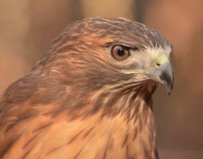 Red-tailed Hawk DSC_4076.jpg