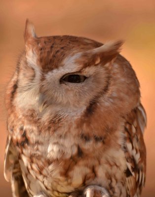 Screech owl DSC_4225.jpg