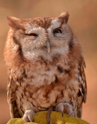 Screech owl DSC_4229.jpg