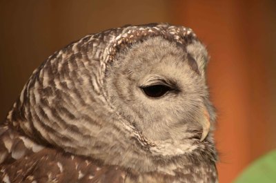 barred owl DSC_4386.jpg