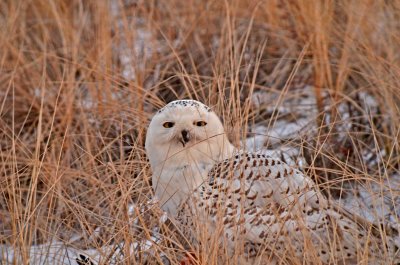 snowy owl rs DSC_8224.jpg