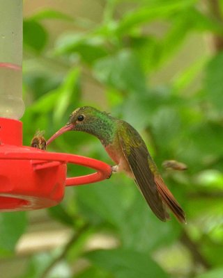 buff-bellied hummingbird DSC_9415.jpg