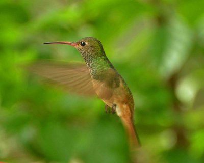 buff-bellied hummingbird DSC_9428.jpg