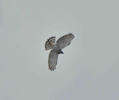 gray hawk DSC_9128.jpg