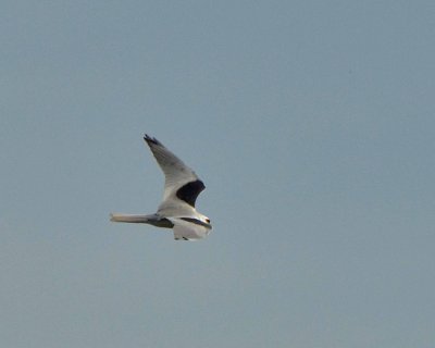 white-tailed kite DSC_9497.jpg