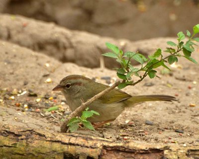 Olive Sparrow DSC_9379.jpg
