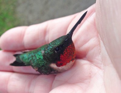 hummingbird IMG_1721.jpg