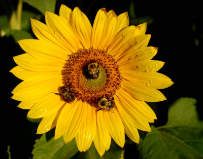 sun flower DSC_2809.jpg