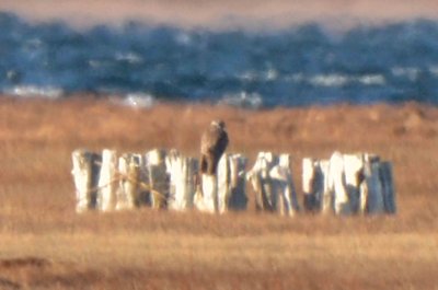 prairie falcon DSC_1852.jpg