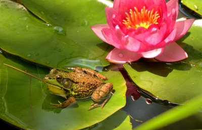 frog in lily pond.jpg