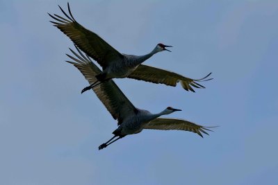 sandhill cranes DSC_0087.jpg