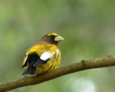 evening grosbeak DSC_3651.jpg