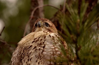 red-tailed hawk DSC_4400.jpg