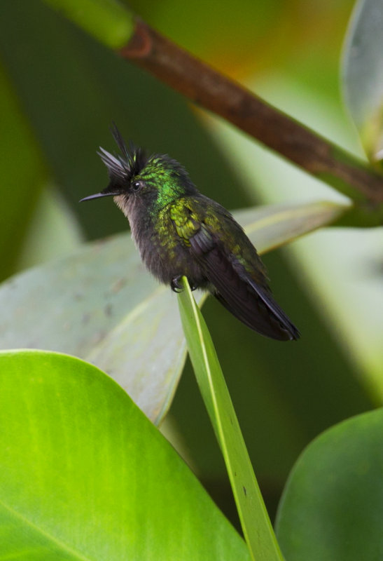 Colibri hupp