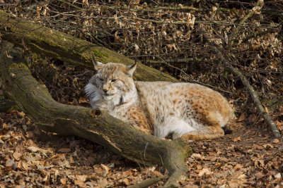 Lynx