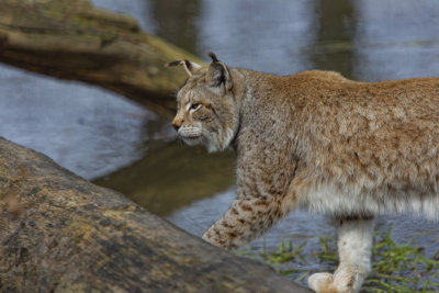 Lynx
