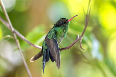 Jeune colibri  longue queue