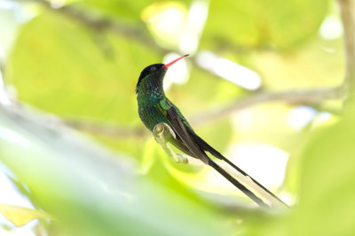 colibri  longue queue