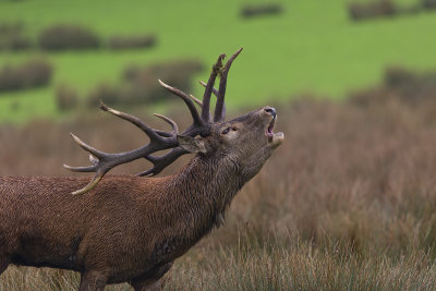 Le brame du cerf