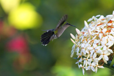 Petit Colibri (a regarder en version original) mesure environ 3 cm et bat ses ailes 80 fois par seconde.