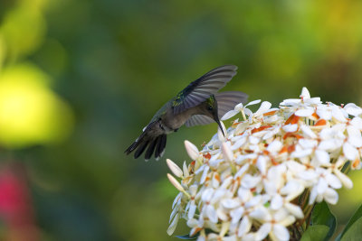 Petit Colibri (a regarder en version original) mesure environ 3 cm et bat ses ailes 80 fois par seconde.