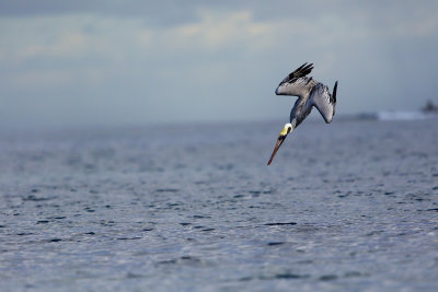 Un Pelican en chasse