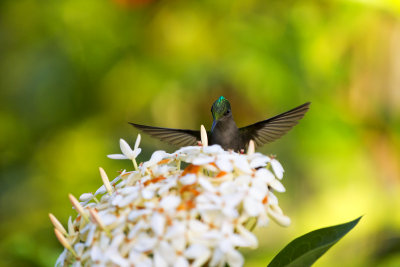 Colibri