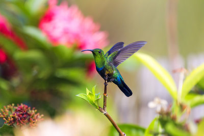 colibri de Guadeloupe