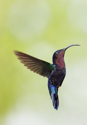 Colibri Madre de Martinique