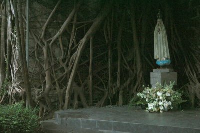 Our Lady of Fatima 'grotto' formed by tree roots
