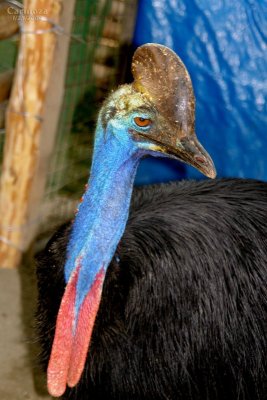 Cassowary