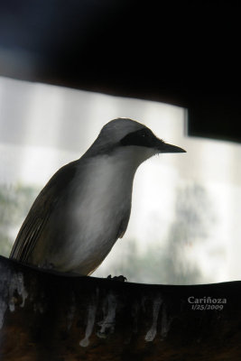 Kookabura (Kingfisher)